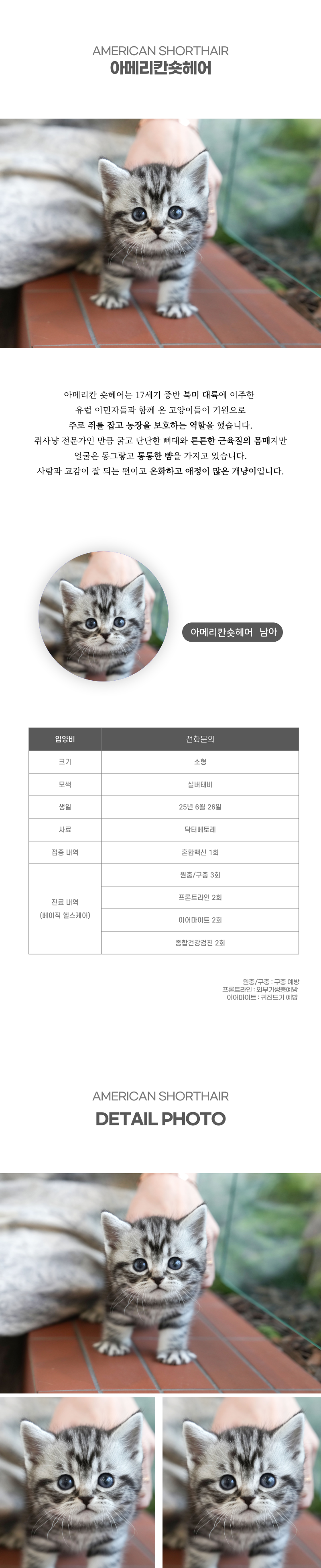 아메리칸숏헤어_상세이미지_2